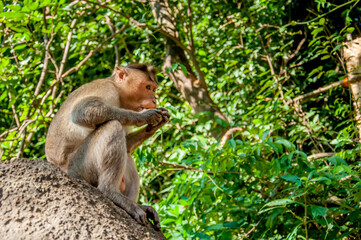 The pregnant monkey eats fruits and vegetables. Rainforest of India, wild animals.