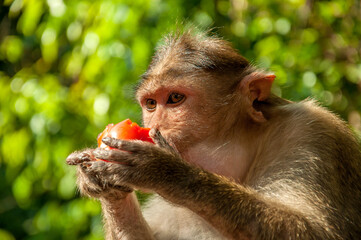 The pregnant monkey eats fruits and vegetables. Rainforest of India, wild animals.