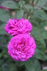 ハンディクロムローズ