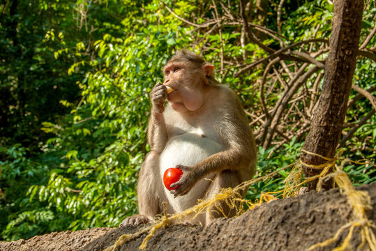 The pregnant monkey eats fruits and vegetables. Rainforest of India, wild animals.