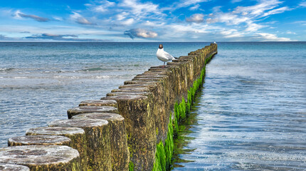Fototapeta premium Seagull on a groyne that juts into the sea. On the Baltic Sea in Zingst.