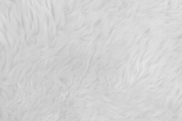 Plakat White fluffy wool texture background. natural fur texture. close-up for designers