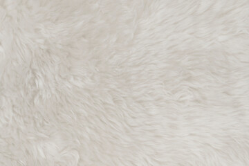 White fluffy wool texture background. natural fur texture. close-up for designers