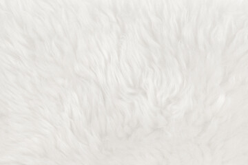 Fototapeta na wymiar White fluffy wool texture background. natural fur texture. close-up for designers