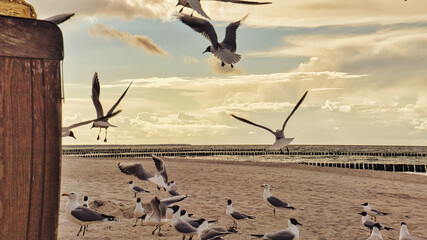 Beach chair in the sand by the sea. The sound of waves and seagulls