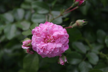 ピンク　スワニー