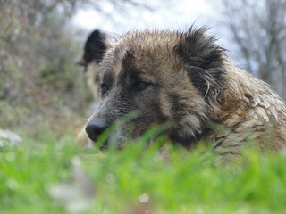 Fototapeta premium a macro creamy shepherd dog