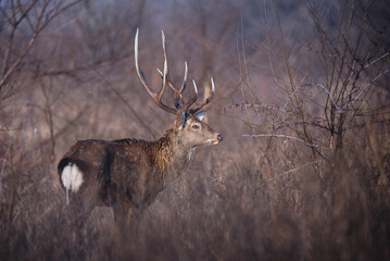 Sika or spotted deer with big horns standing in tall dry grass