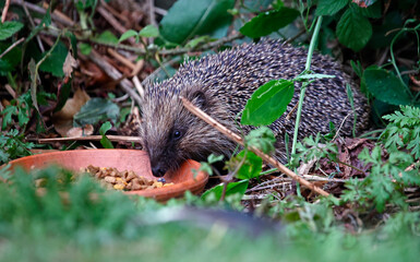 Urban hedgehog feeding in the garden