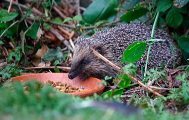 Urban hedgehog feeding in the garden © Stephen