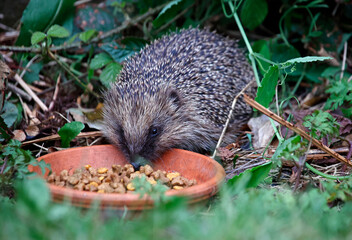 Urban hedgehog feeding in the garden
