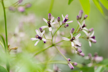 春に咲くセンダン