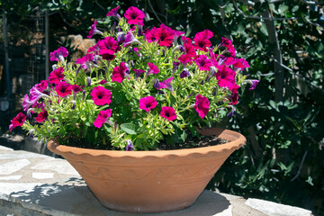 Fototapeta na wymiar petunia flower (Petunia hybrida) in a large clay pot. sunny day