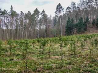 Wiederaufforstung im Mischwald durch anpflanzen von Jungbäumen