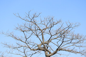 Leaves fall from trees during the winter season.