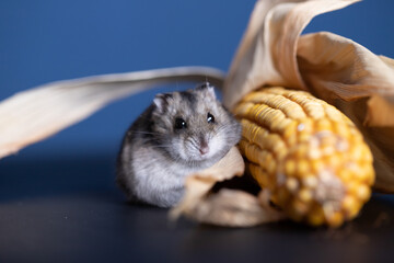 Fototapeta na wymiar Cute pet hamster with corn