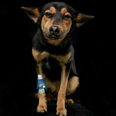 Dog with wounded leg in bondage looks at camera. Pet health, injuries, veterinary care.