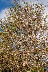 Almendro con ramas florecientes