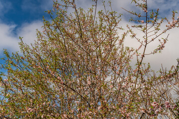 Fototapeta premium Almendro con ramas florecientes