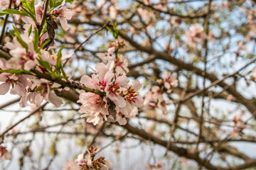 Obraz premium Almendro con ramas florecientes