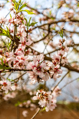 Almendro con ramas florecientes