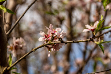 Almendro con ramas florecientes