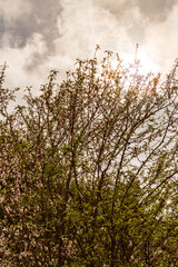 Almendro con ramas florecientes