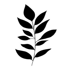 Hand drawn forest leaf, branch. Vector illustration for  card, home decor. 
Isolated on white backdrop. 