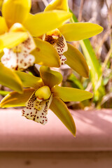 Orquídea con hojas amarillas y blancas con puntos marrones