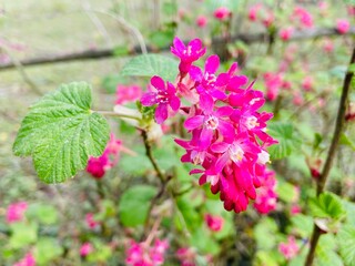 Pink flowers of red currant 