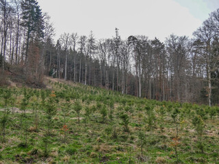Fototapeta na wymiar Wiederaufforstung im Mischwald durch anpflanzen von Jungbäumen