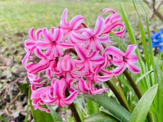 pink and white hyacinth flowers