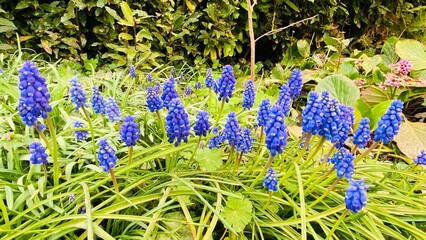 Blue Muscari flowers in spring 