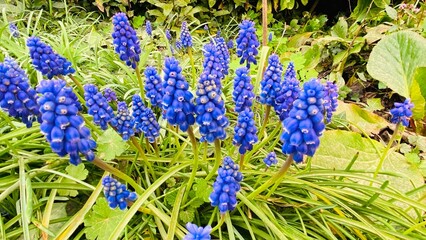 blue Muscari flowers in spring