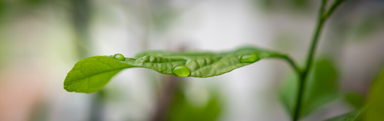 Blatt mit Wassertropfen