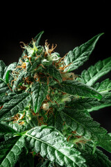 Flowering cannabis plant with white and yellow stigmas on a black background. Growing marijuana for medicinal purposes