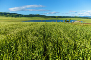 Green fields with wheat on blue sky background