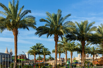 Fototapeta premium Green palm trees on blue sky background