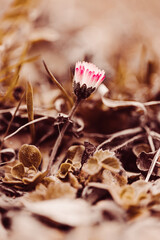 Gänseblümchen im Wald