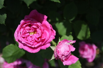 マダムイサクブレール