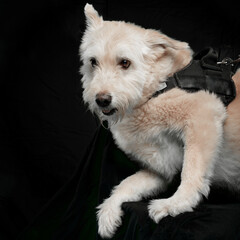White mature dog wear leash lying on black background.