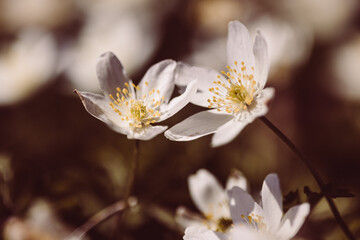 Zwei Buschwindröschen