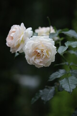 マリーアントワネット