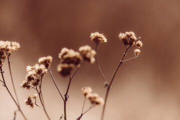 Trockene Distelblume im Wald