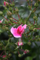 ミッシェルメイアン