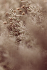 Blumen in braun un t&uuml;rkis