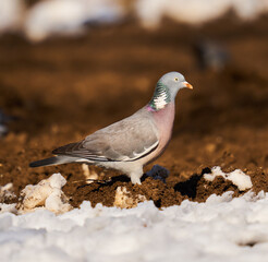 Wild pigeons foraging