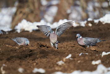Wild pigeons foraging