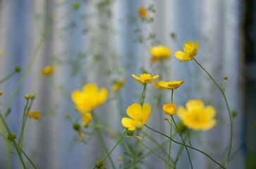 small yellow flowers field and forest species buttercups, night blindness