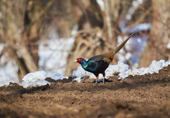 Tenebrosus pheasant in the forest